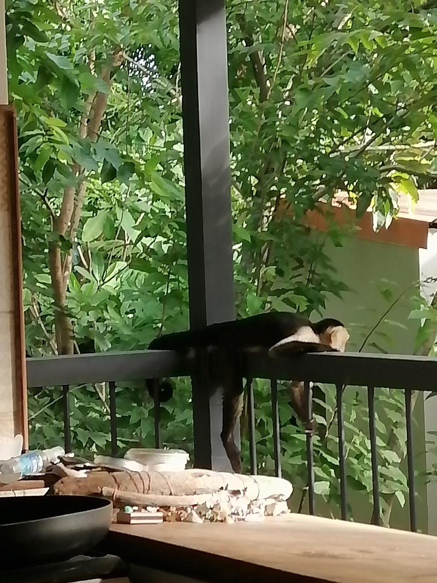 Garza Tigre Apartamentos Cobano Екстериор снимка